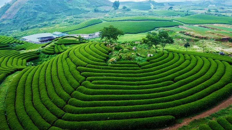 Đồi chè xanh ngắt tại Mộc Châu