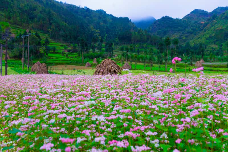 phuot-ha-giang-4 ha-giang-mua-hoa-tam-giac-mach