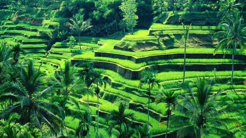 check-in-ruong-bac-thang-ubud-bali