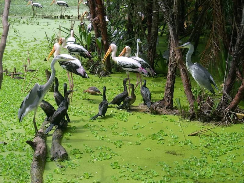 Các loài chim hoang dã tại Rừng Tràm Trà Sư được bảo tồn