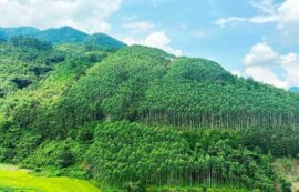 nhung-khu-rung-noi-tieng-o-Viet-Nam-1