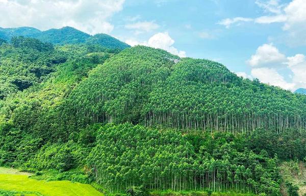 5 Điều Thú Vị Về Những Khu Rừng Nổi Tiếng Ở Việt Nam